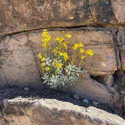 Saguaro National Park Petroglyphs with flowers