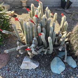 Blooming cacti at RV Park