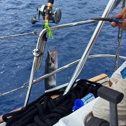 Barracuda! Tom reeled this in and threw it back