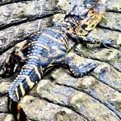 Baby Aligator