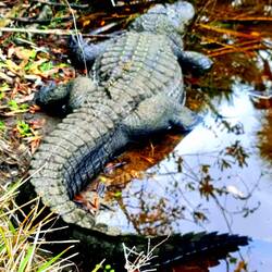 Mami Aligator. Baby auf dem Rücken