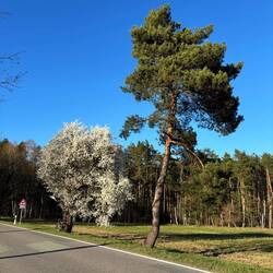 Blüte & Kiefer als Randnotiz