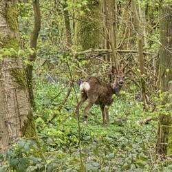 Deer in the forest