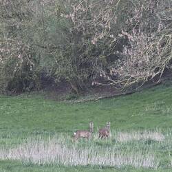 Deer in adjacent parkland