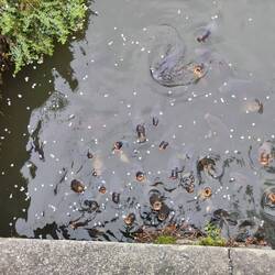 viele hungrige Mäuler