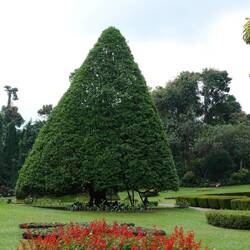 Garten von Peradeniya