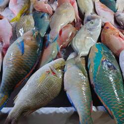 Die blauen Fische sind Molmols.