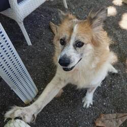 Sie will einfach nur Streicheleinheiten. Sehr viele! 😊