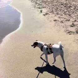 Nasse Füße will Louie lieber nicht