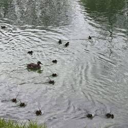 Lots of ducks and ducklings in the canal
