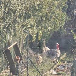 Niska had a view of these Turkeys from her spot on the back window shelf.....kept her amused