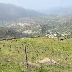 Donkeys in the vineyard