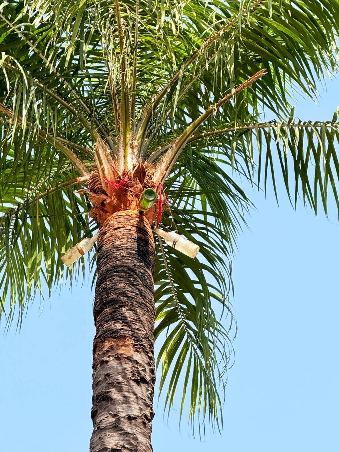 Hier wird Palmwein gewonnen