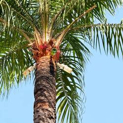 Hier wird Palmwein gewonnen
