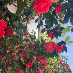 Anfang April stehen die Kamelien in voller Blüte.