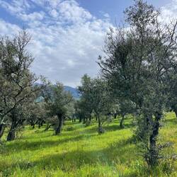 Die Extremadura ist das Hauptanbaugebiet Spaniens für Oliven.🫒