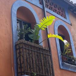 Bananen gibt's wohl keine...