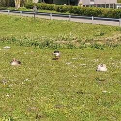 Das Gänsevolk hatte uns empört beschnattert / Die Wächter-Gans passt haargenau auf, was wir machen