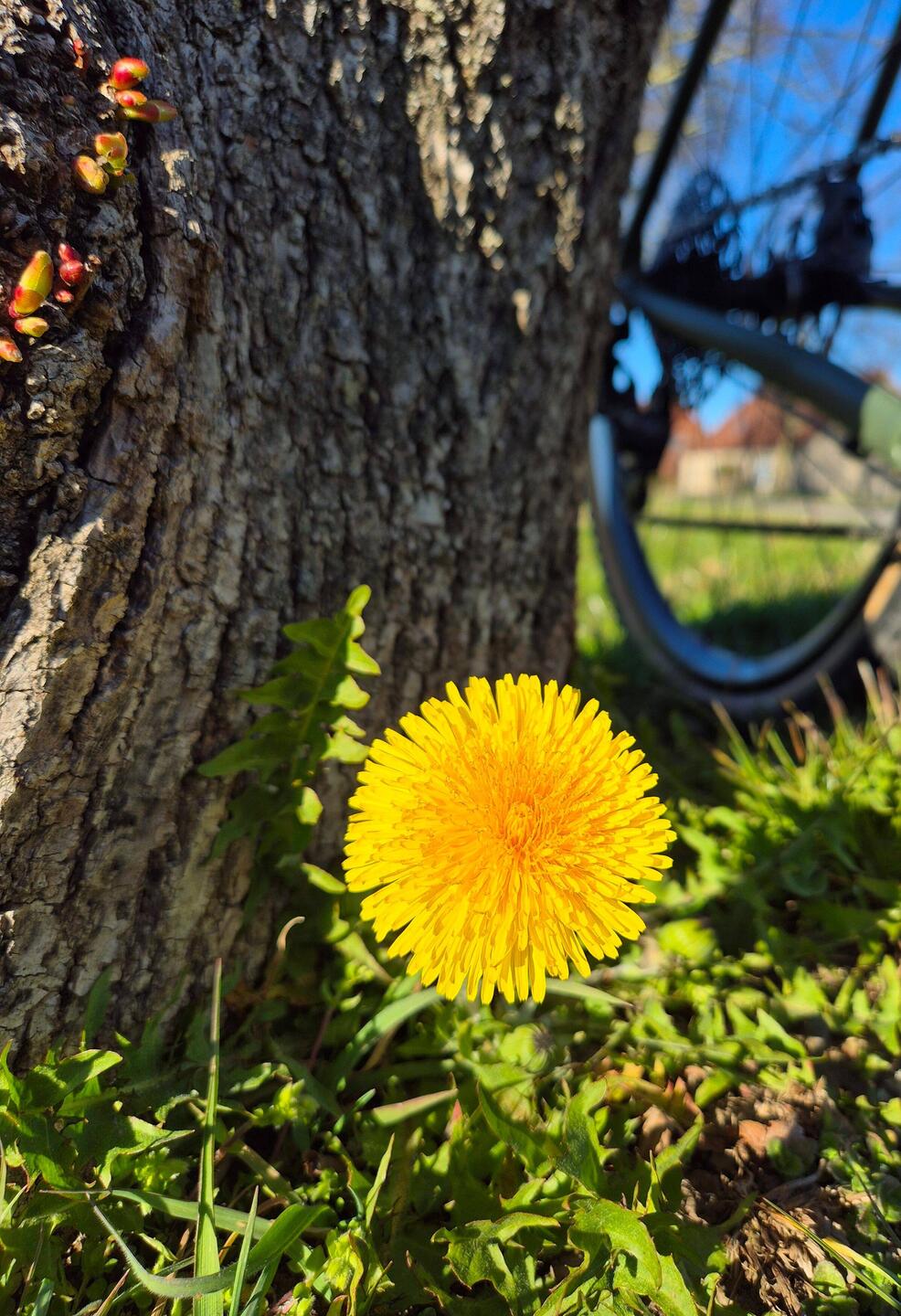 Löwenzahn 🌼