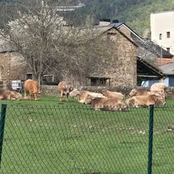 Cows lounging right here in town.
