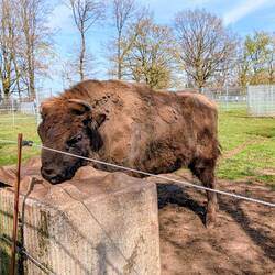 Wisent mit nur einem Horn