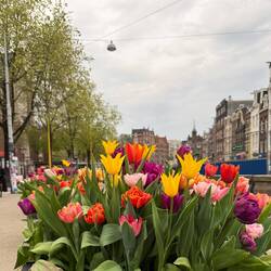 Tulips near Anne Frank house