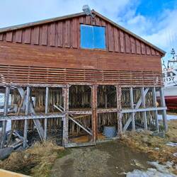 Faite sécher la morue à l'air libre