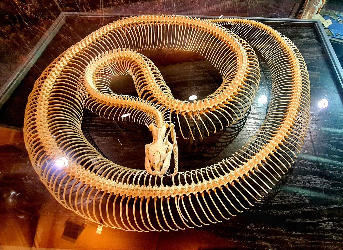 So sieht eine Schlange ohne Pulli aus🤣