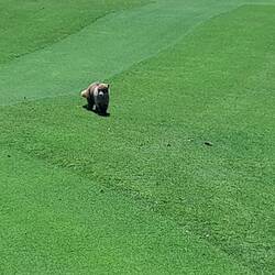 ...ein Nasenbluten..Coati...neugierig und auf Futtersuche