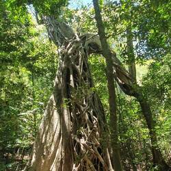 Urwald im anderen Teil des Nationalparks