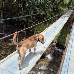 Und wir nehmen alle die Hängebrücke
