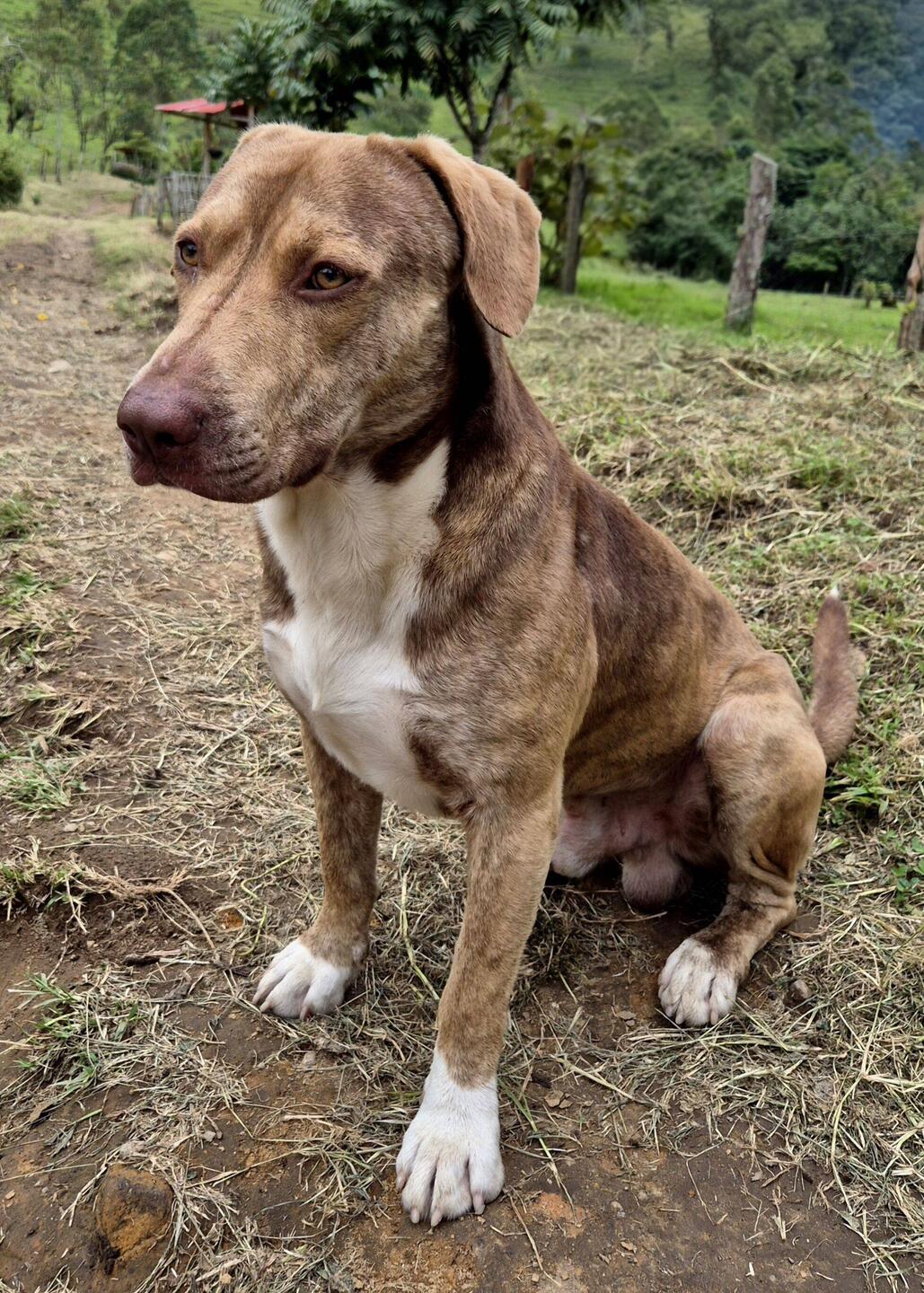 Unser Wanderbegleiter - ein junger ,Louisiana Catahoula' Rüde