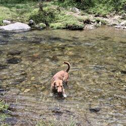 Er dreht wieder um als wir ihm nicht in den Bach folgen