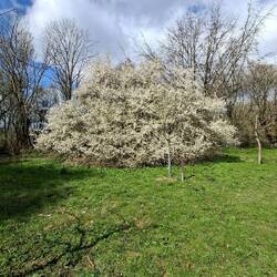 Im Volkspark blüht es wie verrückt