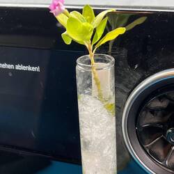 And to crown it all, our flower gave us a last beautiful gift