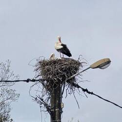 Storks nesting atop a lamppost