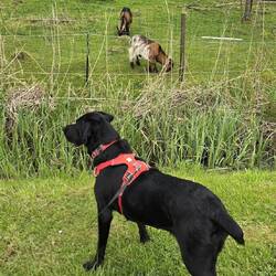Niska checking out the goats