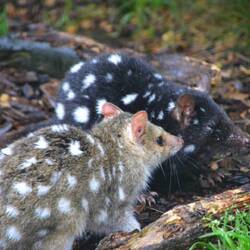 Eastern Quoll