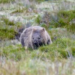 Wombat
