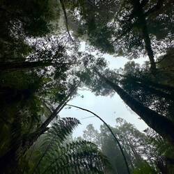 Tarkine Rainforest