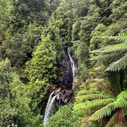 Tarkine Rainforest