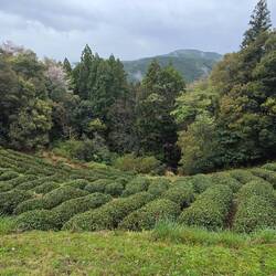 Tea leaves