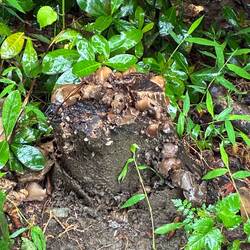 The rain and some fungi