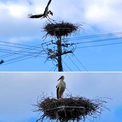 In jedem Dorf gibt es mindestens ein Storchennest.