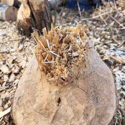 Wer hier wohl sein Unwesen treibt?