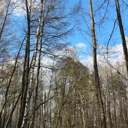 Herr Specht in seinem Element