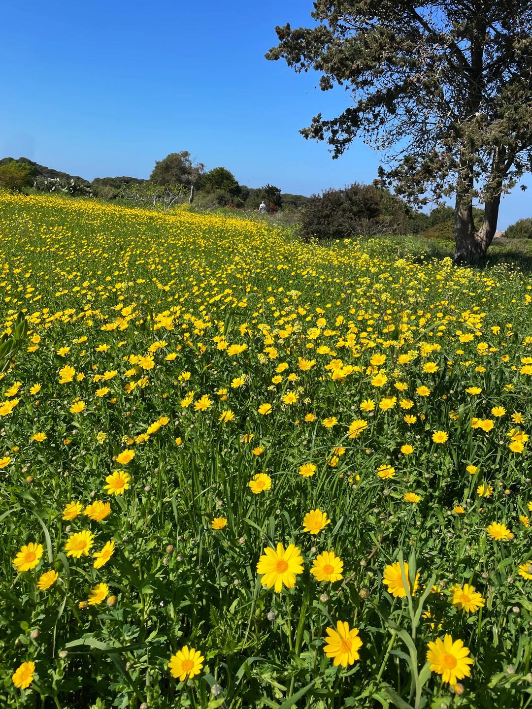 Am Nachmittag spazieren wir nach den schönen Klippen zurück zu den Womis u.starten in die Stadt..