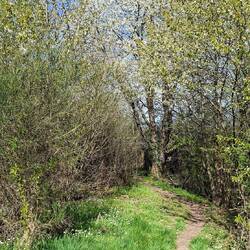 Zum Abschluss noch ein schöner Singletrail in Richtung Bahnhof Herchen.