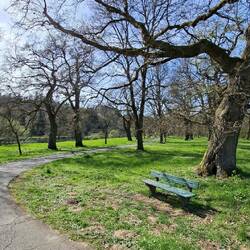 Die tolle Eichenallee in Stromberg, direkt an der Sieg.