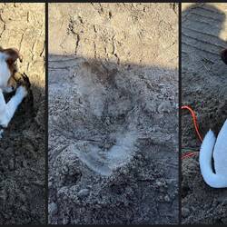 Buddelt ein Loch und legt sich rein